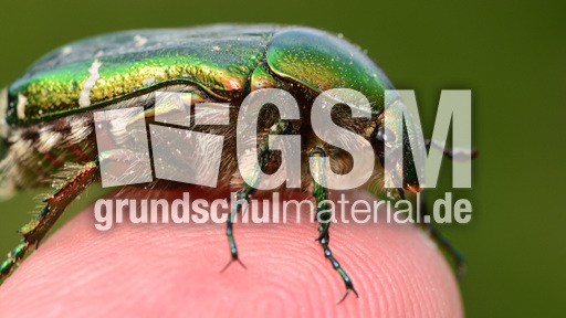 Goldglänzender Rosenkäfer (9).jpg